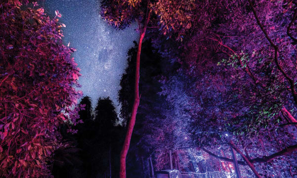 NOCTURNAL Rainforest boardwalk with stary night Gary P Hayes