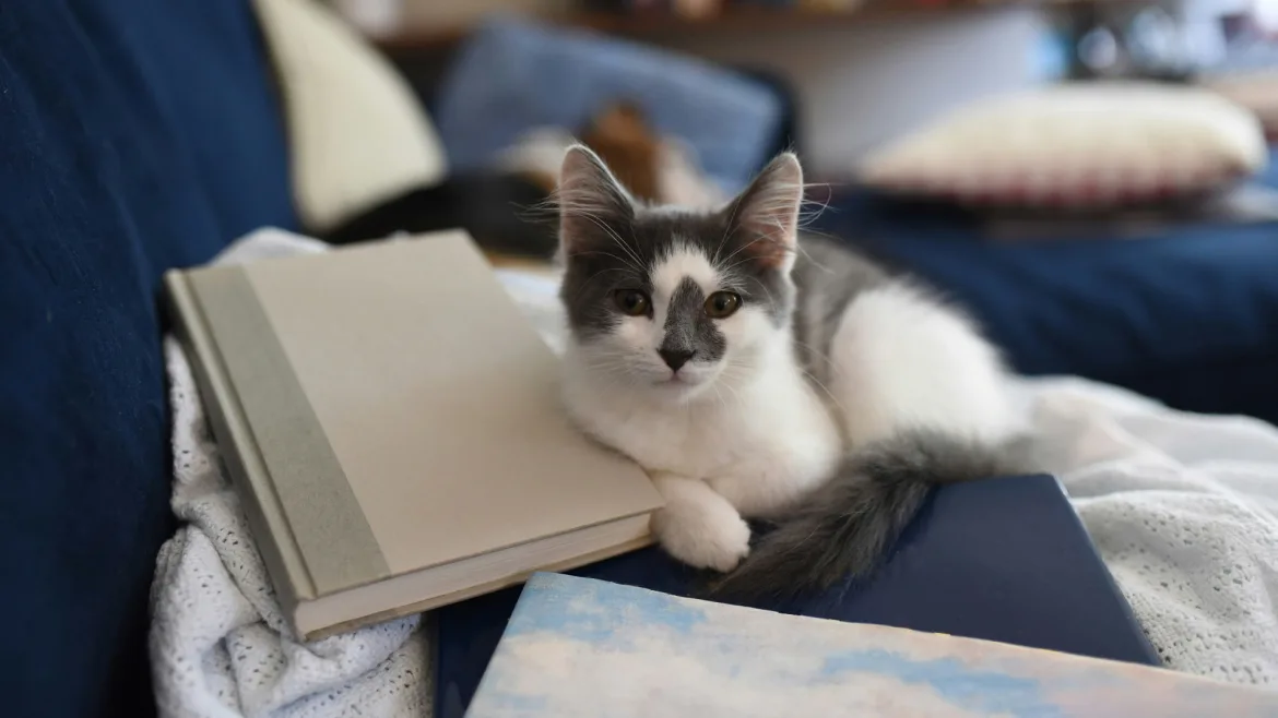 Beitrag zu Katzenbücher, die man gelesen haben muss